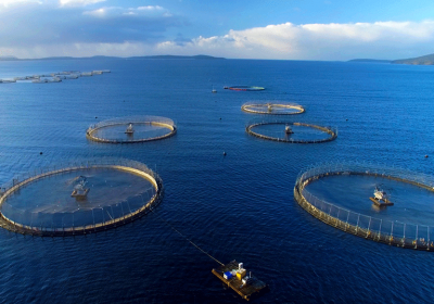 Mô hình nuôi cá rô phi xuất khẩu hiệu quả từ doanh nghiệp lớn.