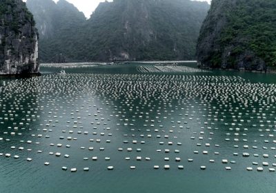 Phao xốp nuôi hàu truyền thống tại Quảng Ninh.