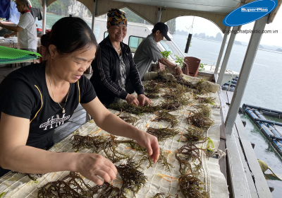 Bà con huyện Vân Đồn thử nghiệm nuôi rong sụn.