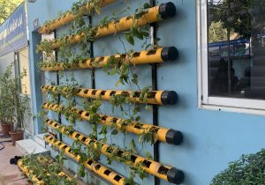 trồng rau bằng ống nhựa