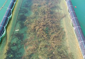 Hướng dẫn nuôi trồng rong sụn trên biển.